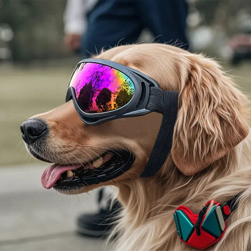 Dog Riders – Lunettes de Protection UV pour Chiens Aventuriers