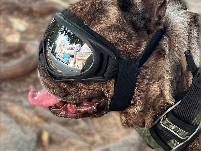 Dog Riders – Lunettes de Protection UV pour Chiens Aventuriers