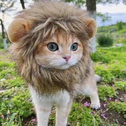 Perruque crinière de lion pour chat – Accessoire cosplay amusant et réaliste